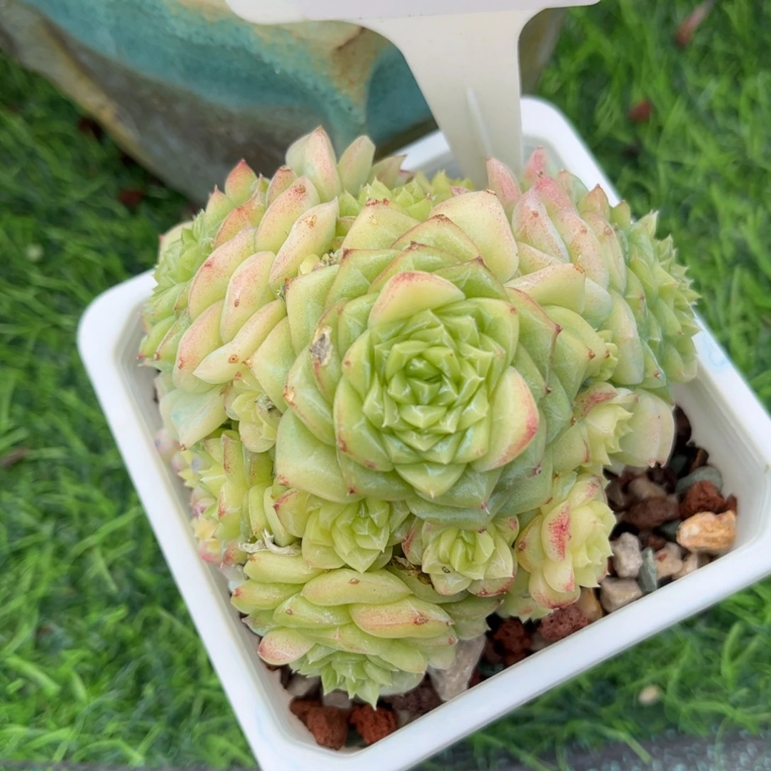 多肉植物3520 一定要拍个冷链哦