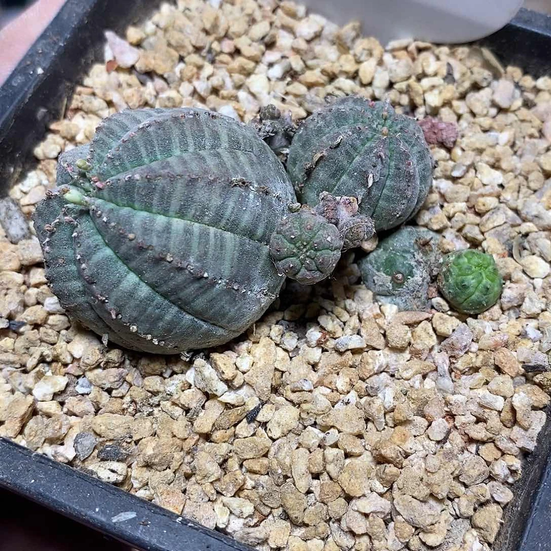 群生布纹球58号5.5cm