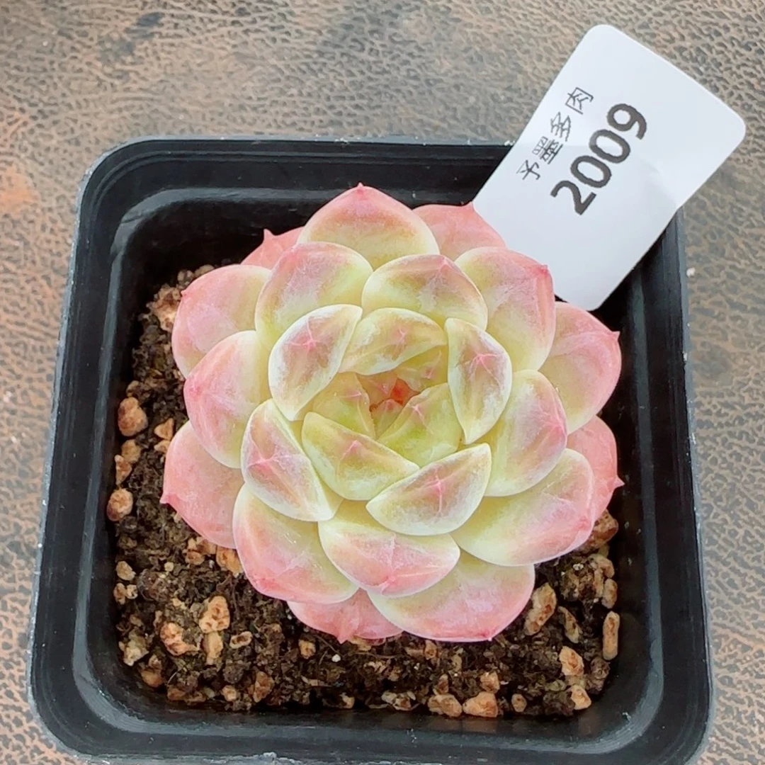 冰魄，2009多肉植物