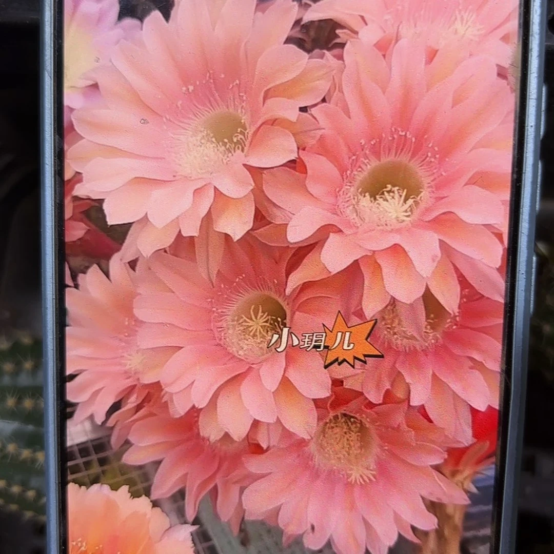 遐想无根侧牙四五公分