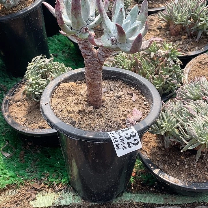 132号流丹白豪多肉