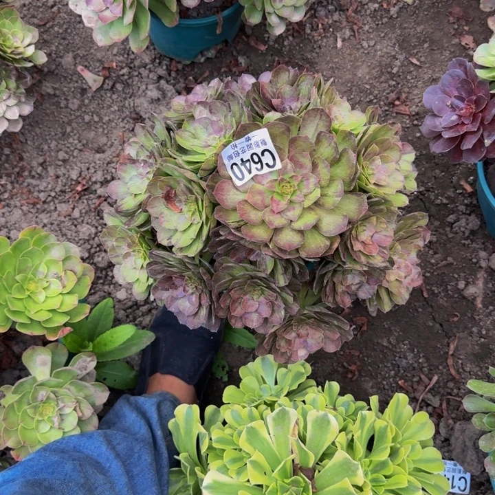 兰***小默然花30-6包邮花花