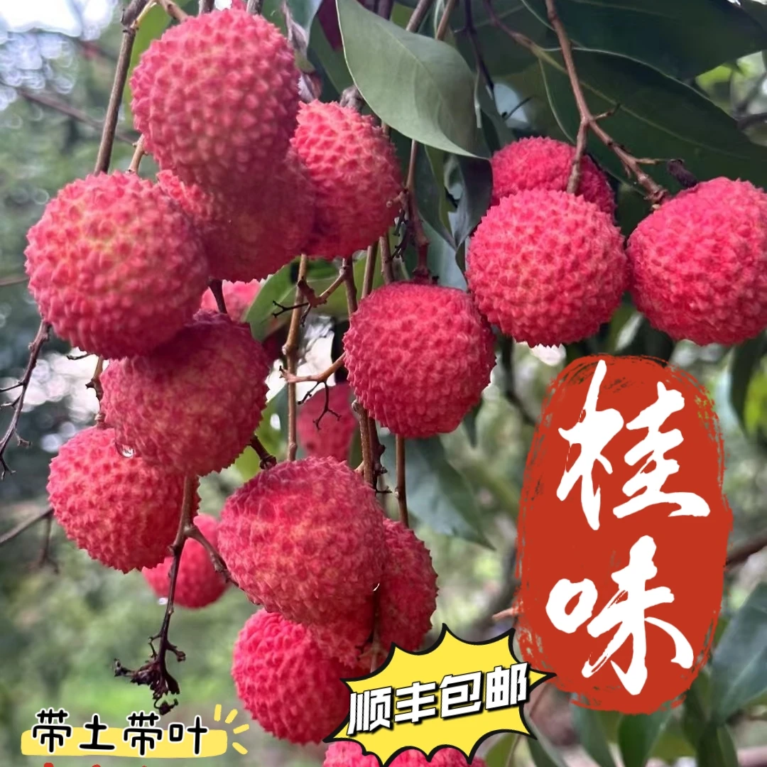 正宗桂味荔枝苗,带土带叶带原杯发货,顺丰包邮
