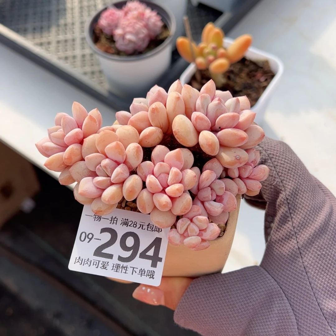 拉丝雨多肉多肉多肉多肉