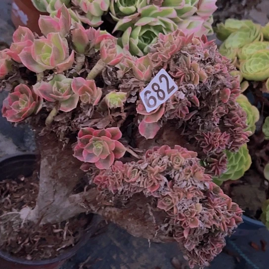 爱***姐多肉植物一个法师追