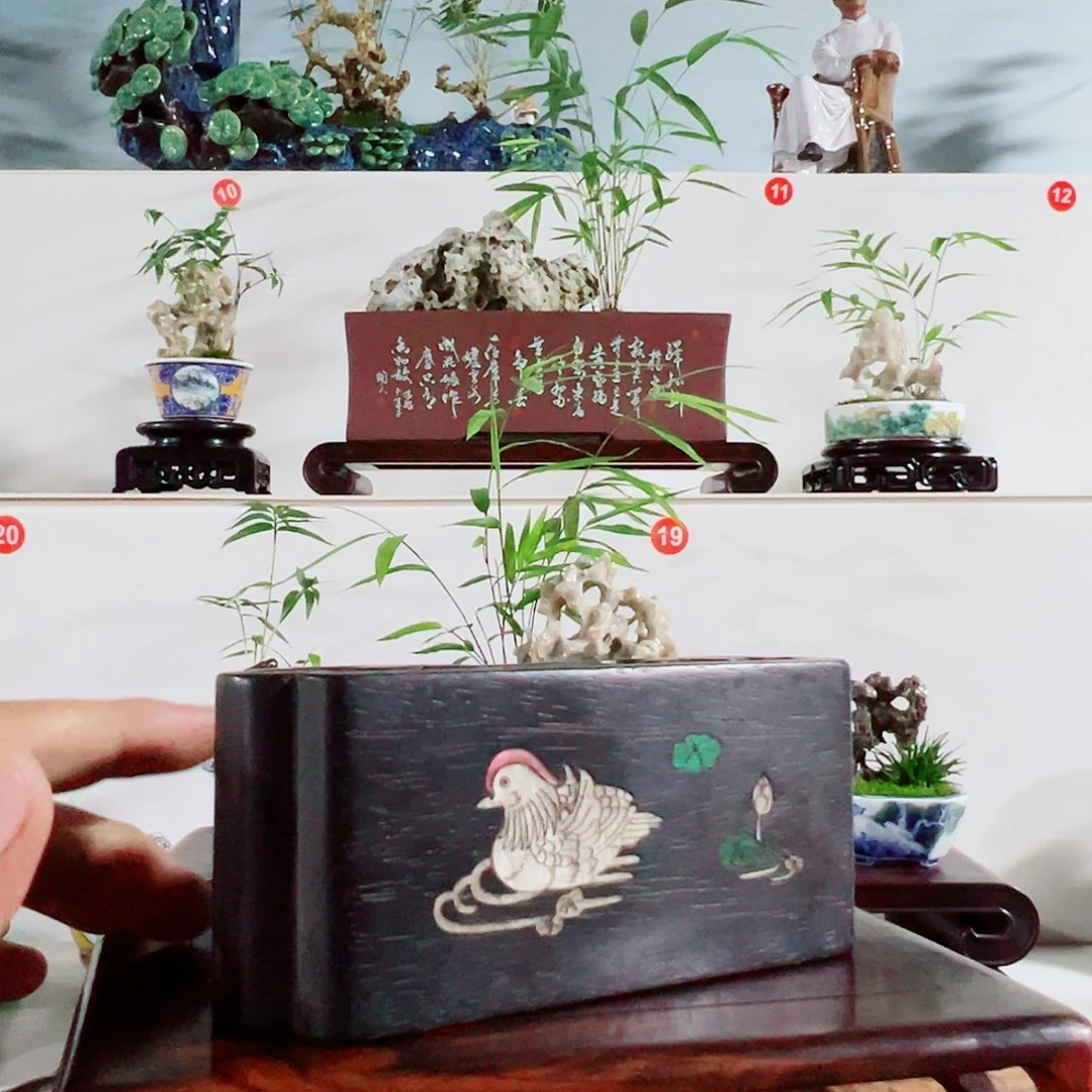 用***6无花朵盆景，凤尾竹，玉玲珑