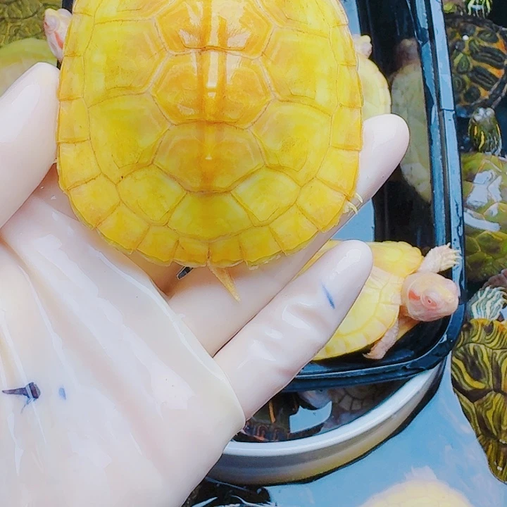 大***志绿毛龟母222222222222