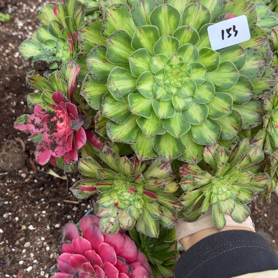 153知否多肉植物一