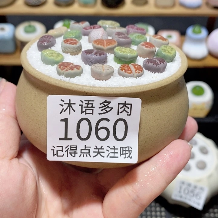 带盆土植物 精美盆栽1060