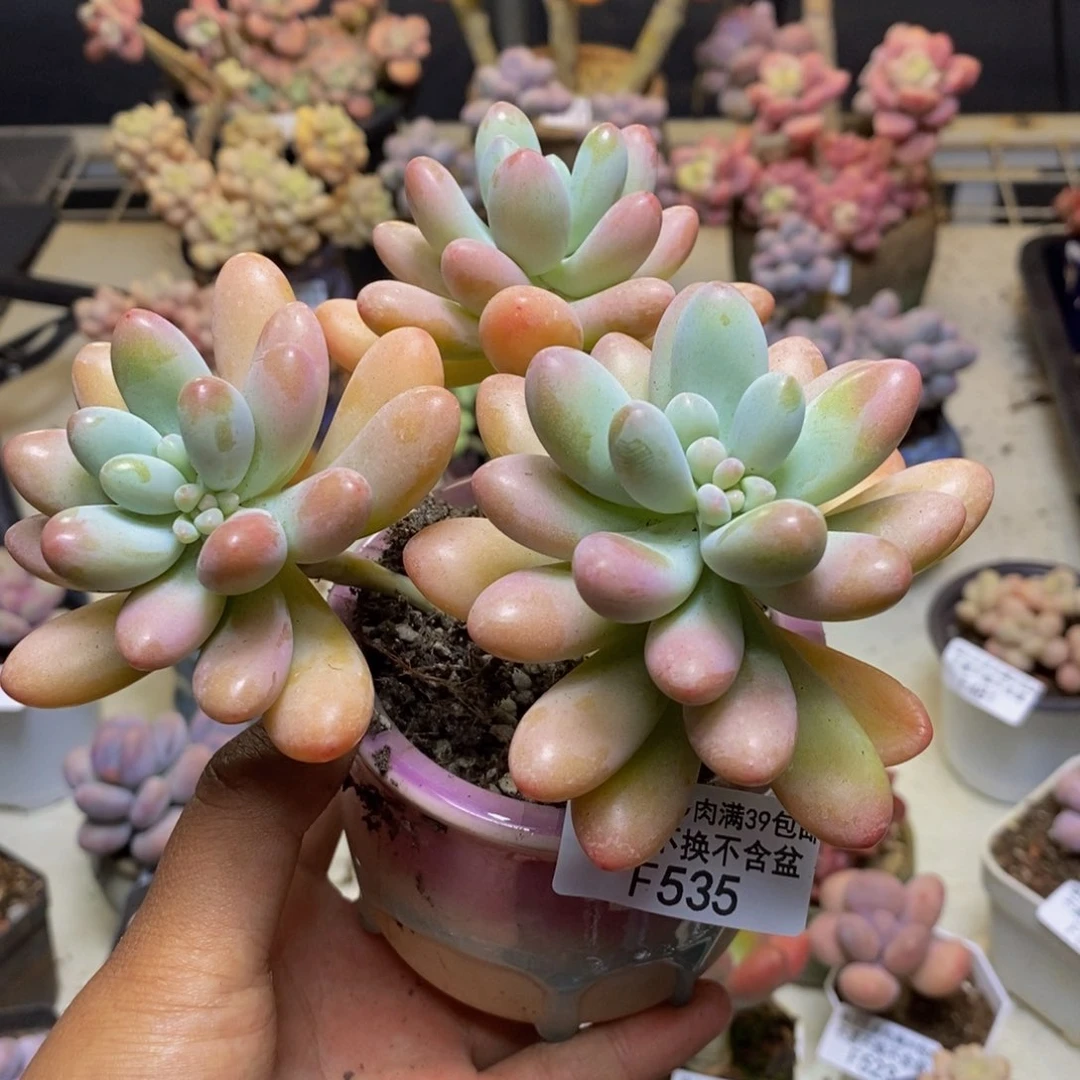 痛****3535派大星多肉9c m