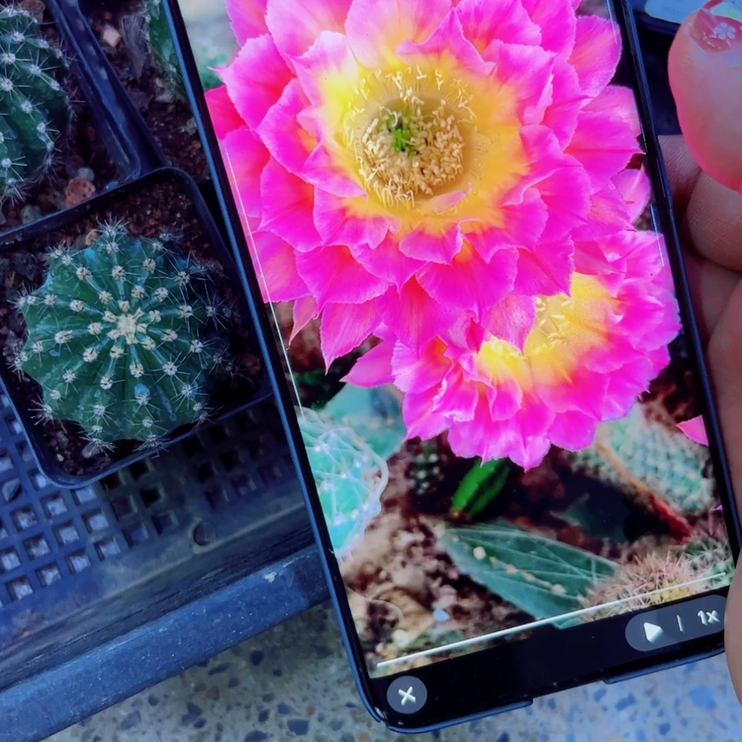 下15彩草萤火虫根4公分左右脱土发货20包邮