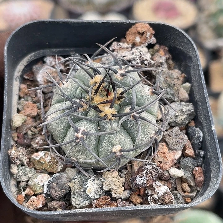 无名强刺实生仙人球