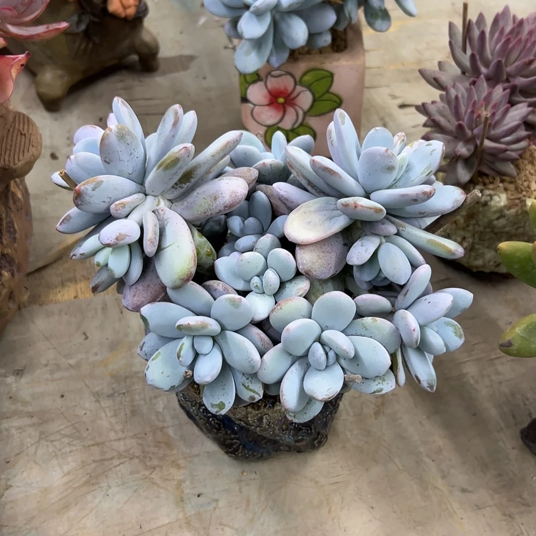 雪美人38 零零多肉植物