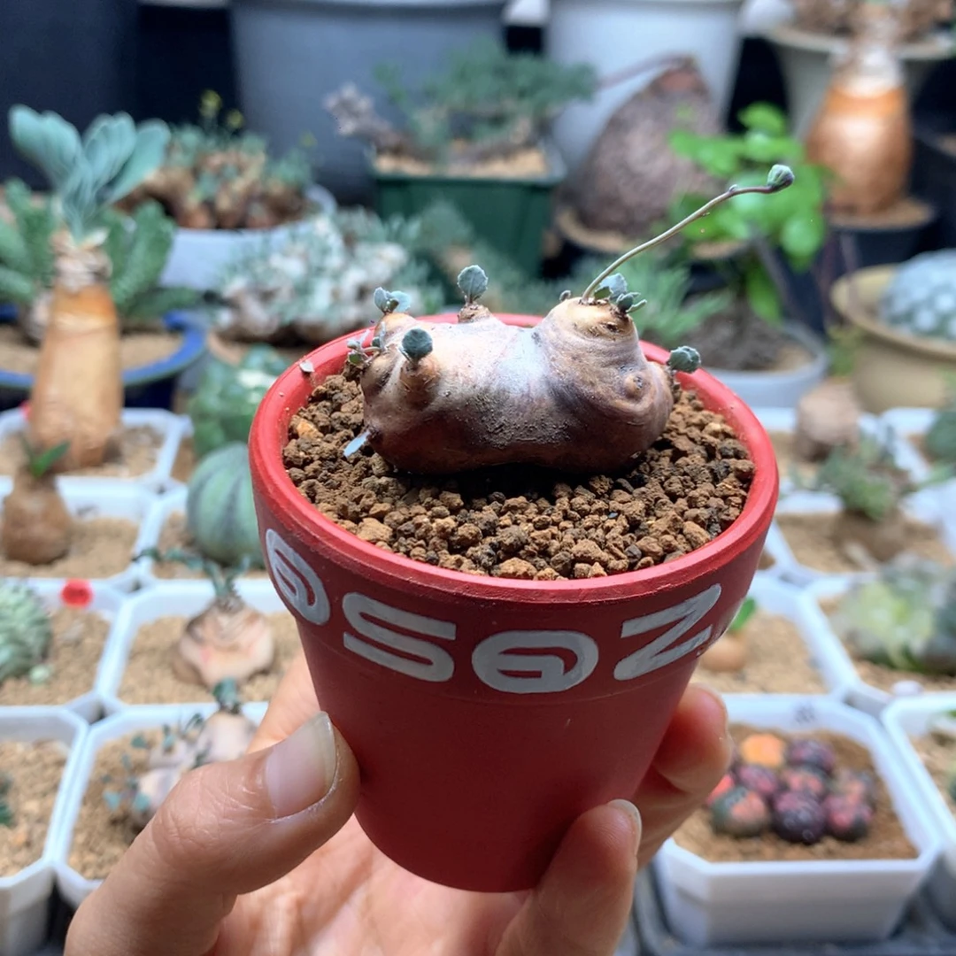 产地格加厚敦菊带盆福利