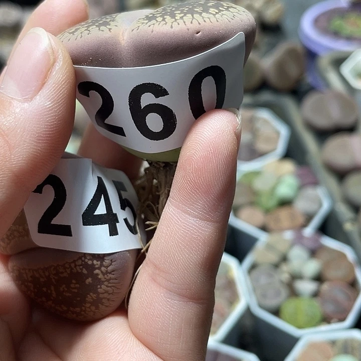 完全开放静*生石花260