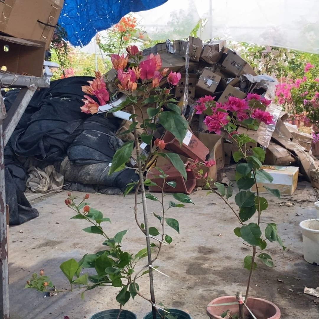 无花朵运输过程中掉花掉叶属于正常现象，介意慎拍
