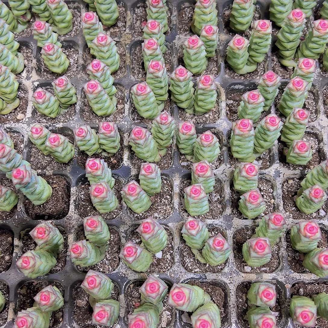 穴盘钱串5个19包邮多肉