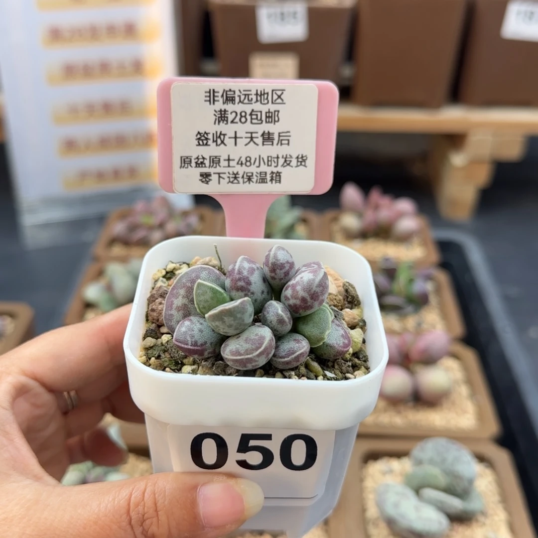 耶***.050艾薇蛋多肉植物