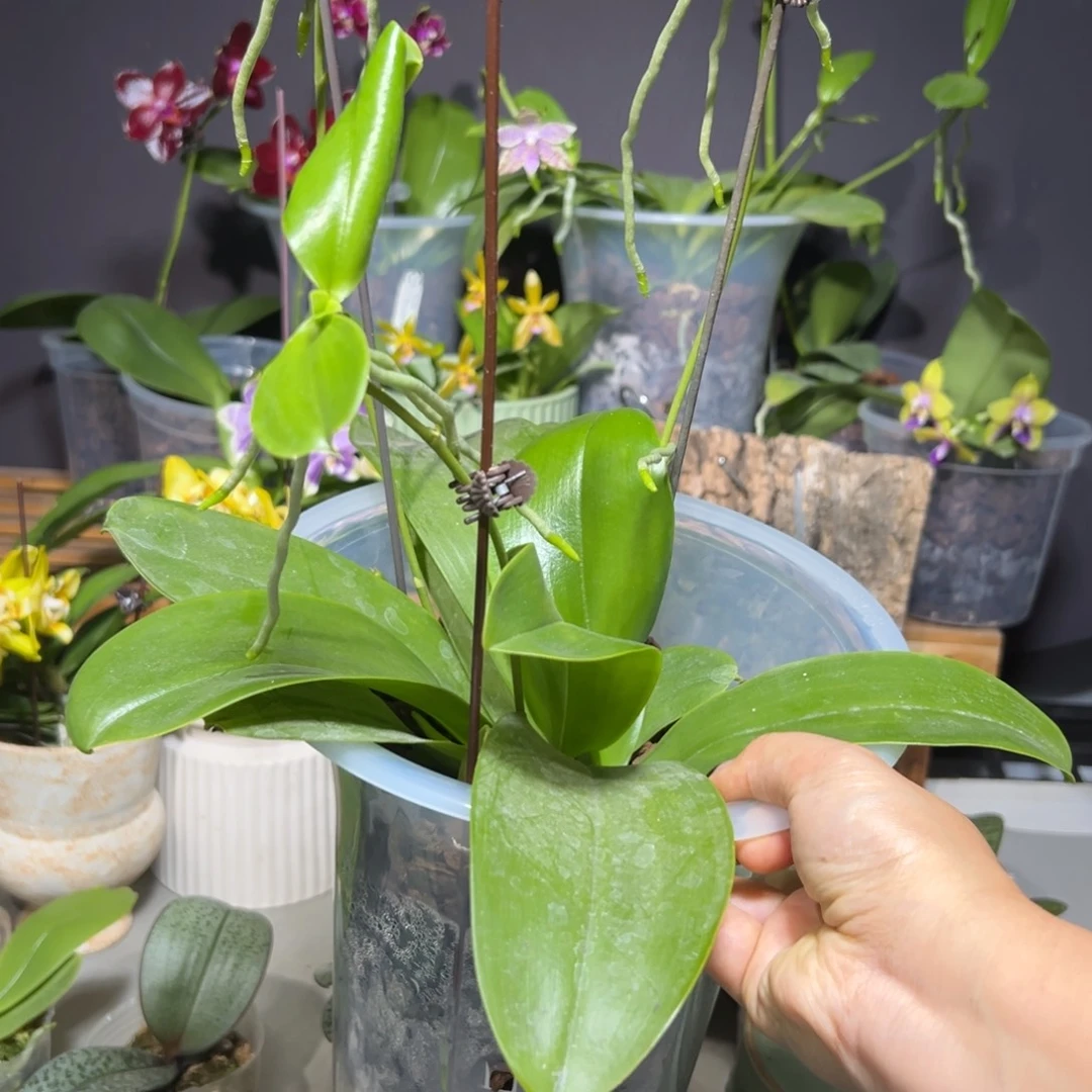 老***7大部分花苞少量开放