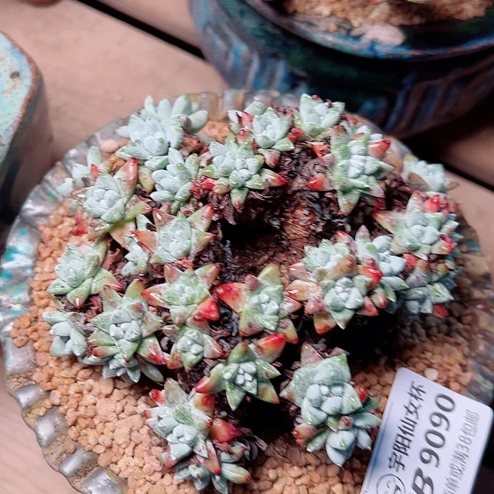 9090白菊仙女杯多肉