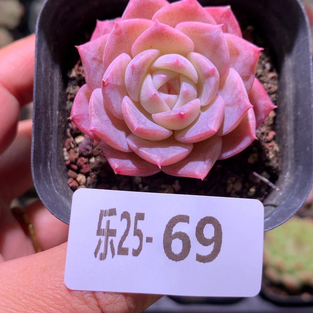 乐然25-69 纯爱单头