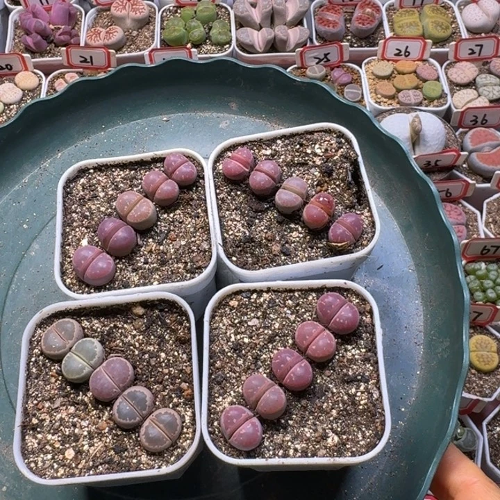 I***r生石花33:：。  39号