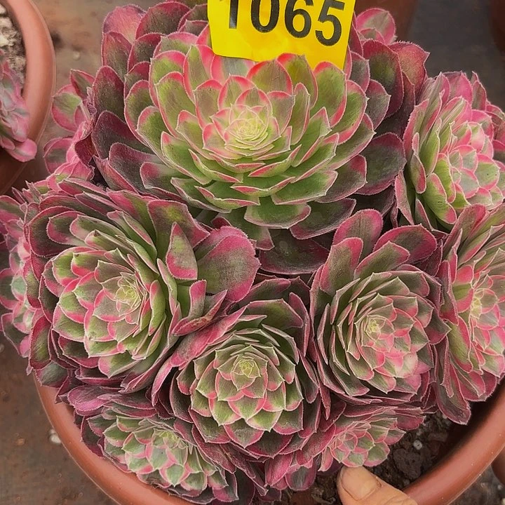 多肉植物孔雀翎1065