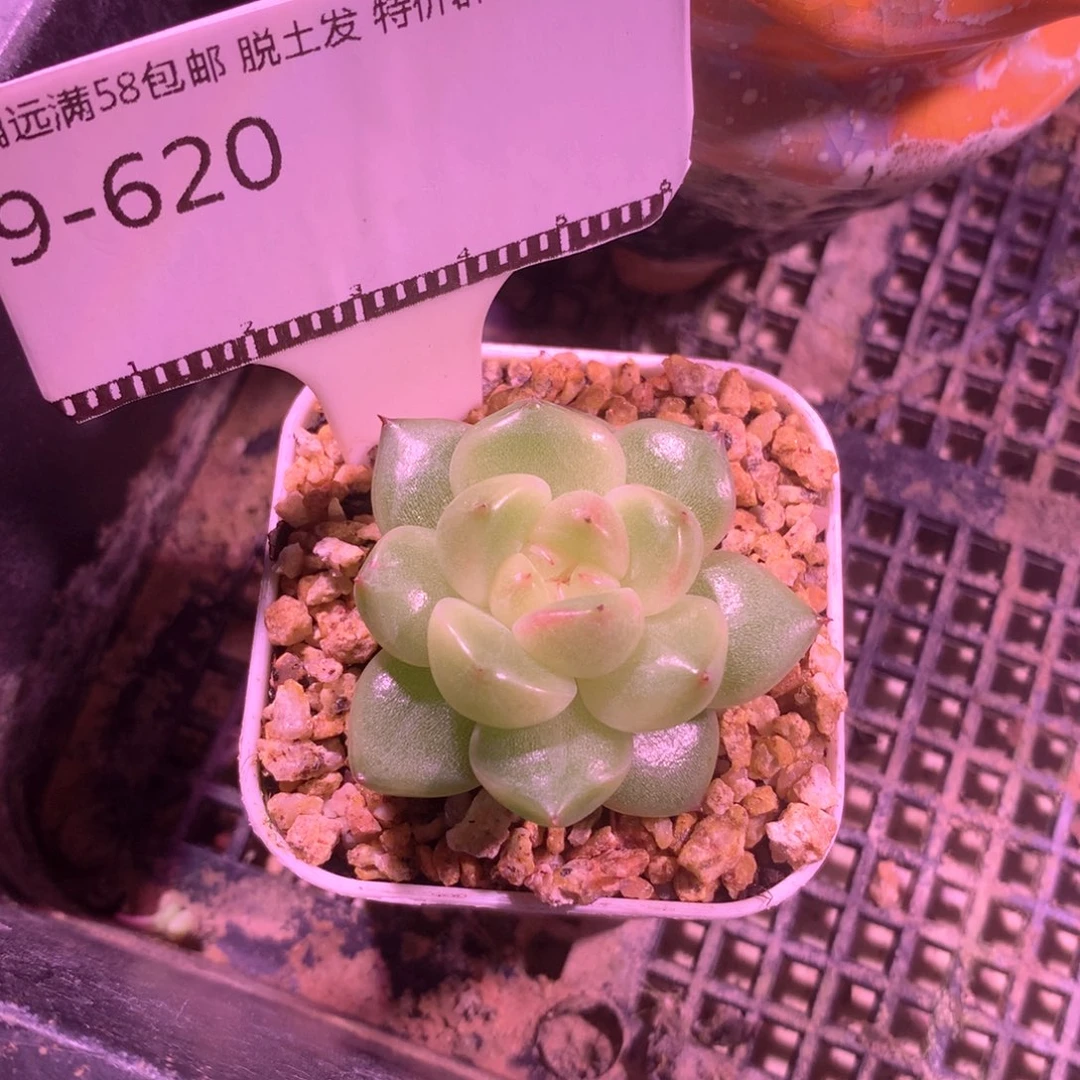 珍妮优选福利精品58包邮