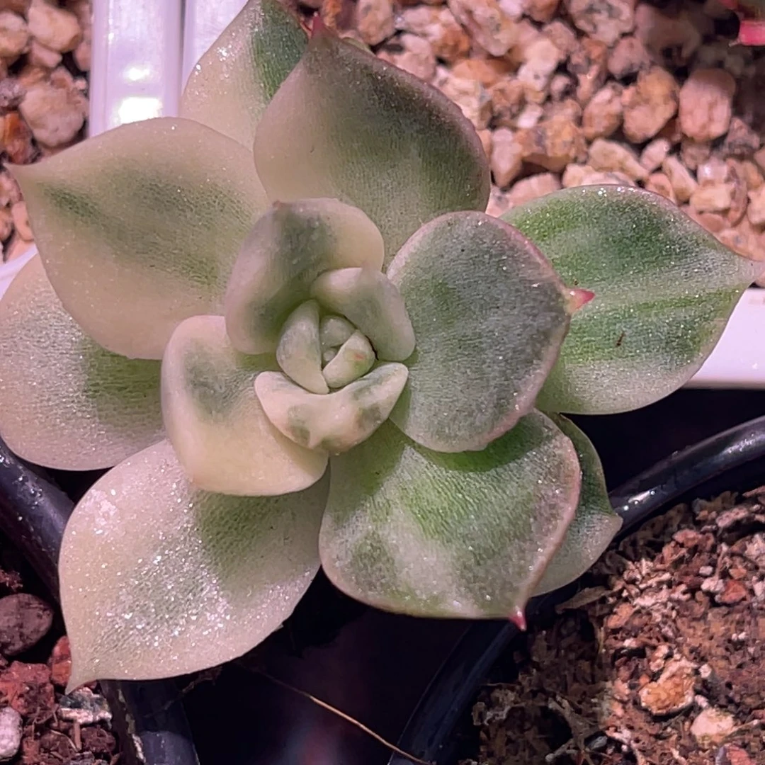 尚品特价贝加尔湖锦