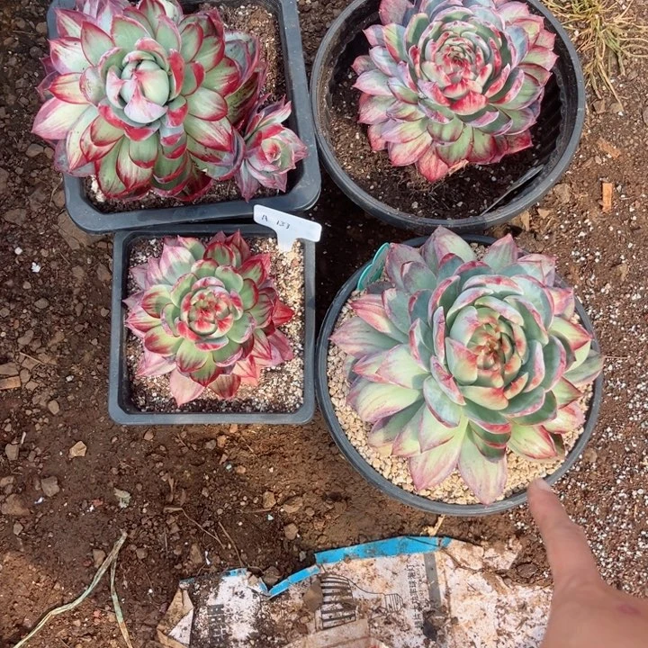 老***太惊鸿仙子多肉植物A老太