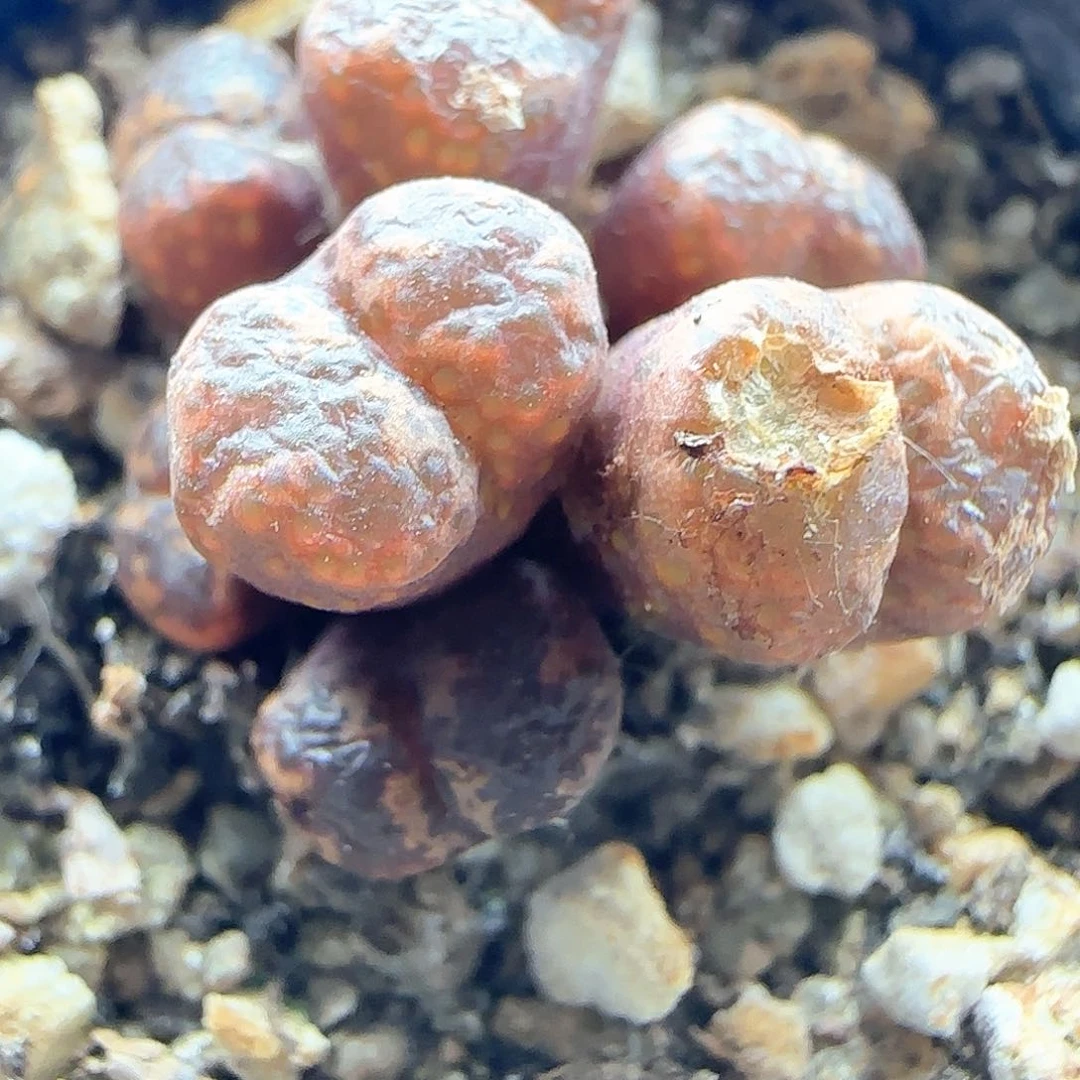 老板娘跑了，大甩卖43491