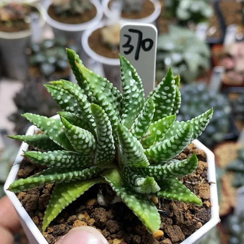 【闪购商品】370地上星