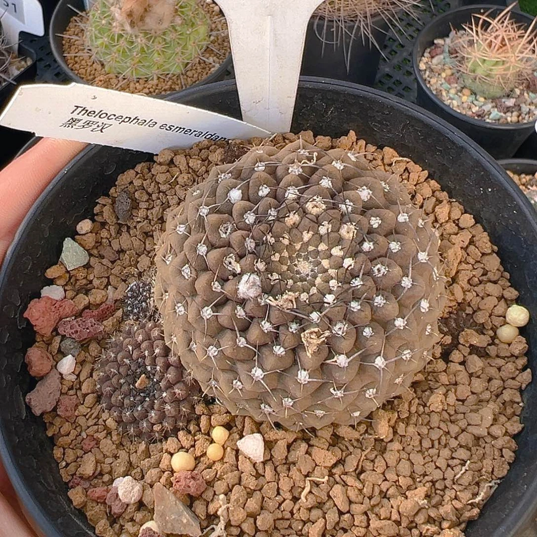 秋***呀6950补差价100元黑罗汉