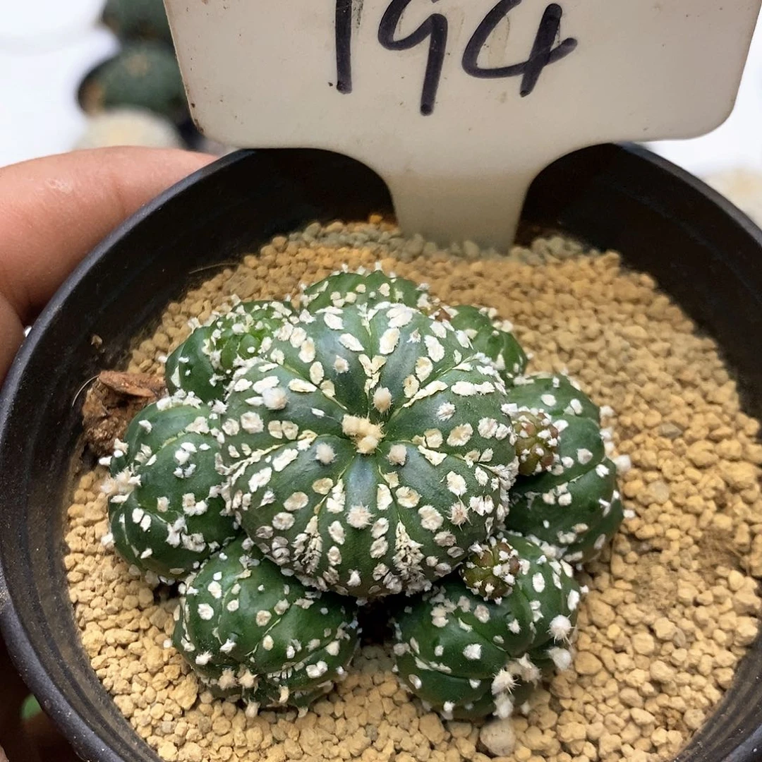 194福利特价咯多头