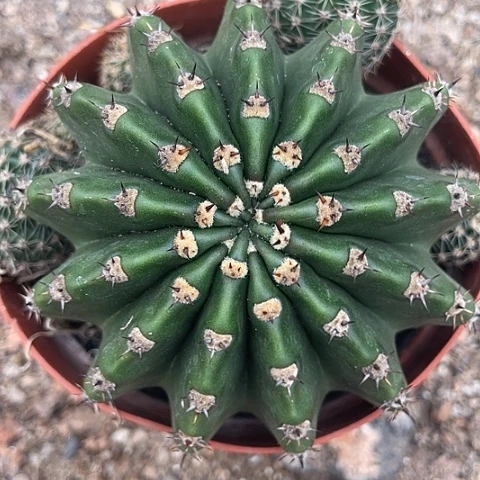 实生彩草带盆土发货