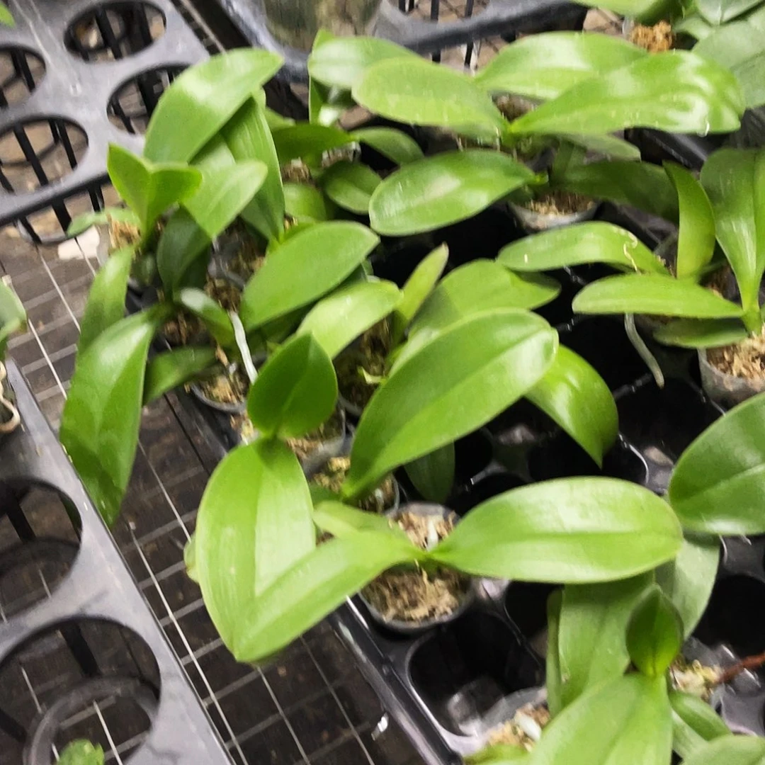 当前无花栽培后可以开花蝴蝶兰云朵1.7