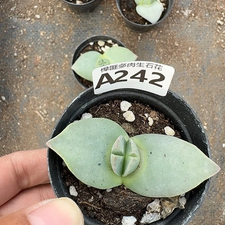 242多肉植物多肉植物