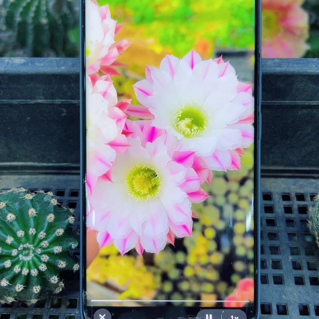 下15金刚粉蝶歪无根侧芽4公分左右20包邮