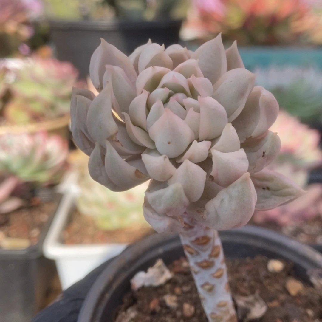 645牡丹冰锦锦锦锦锦锦