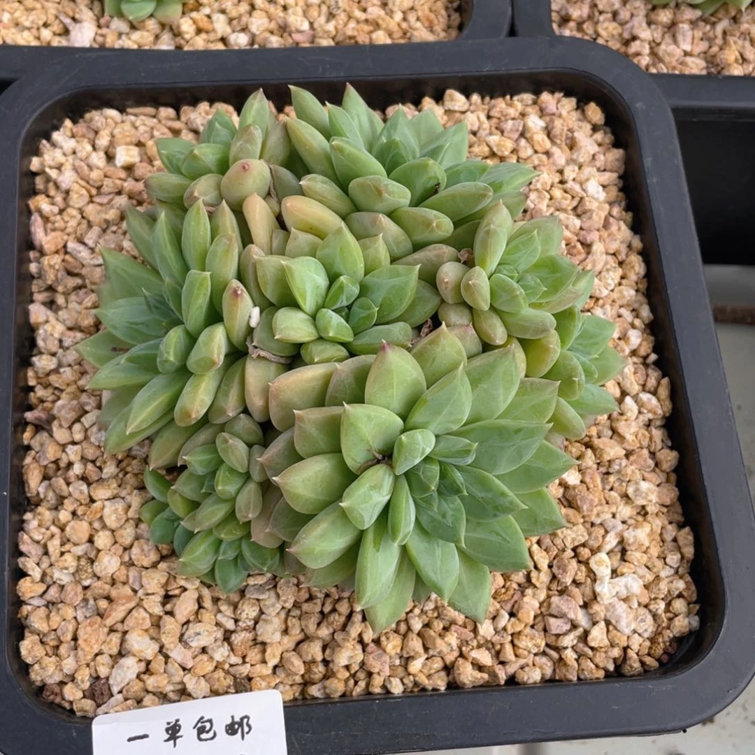 0718-06-绿体幻影美人。。。。