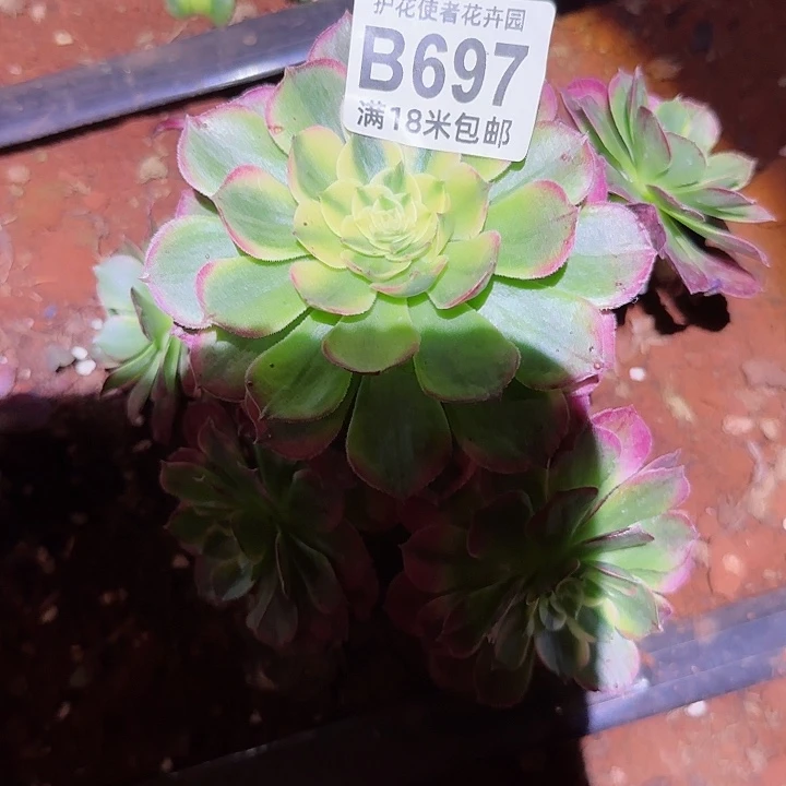 多肉 海王多肉法师