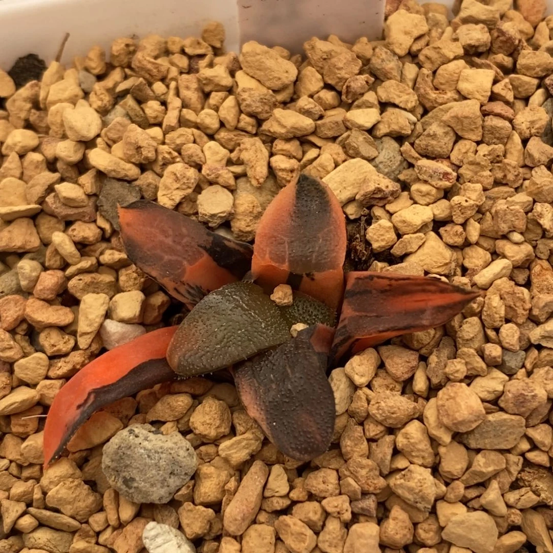 173丘比特克多肉植物