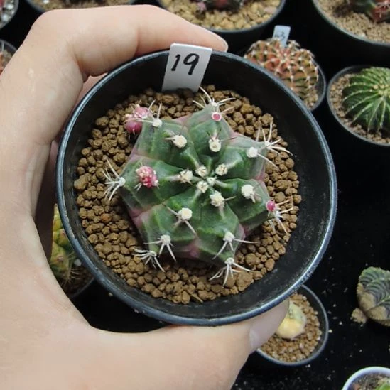 泡泡糖侧芽自根带盆土发货