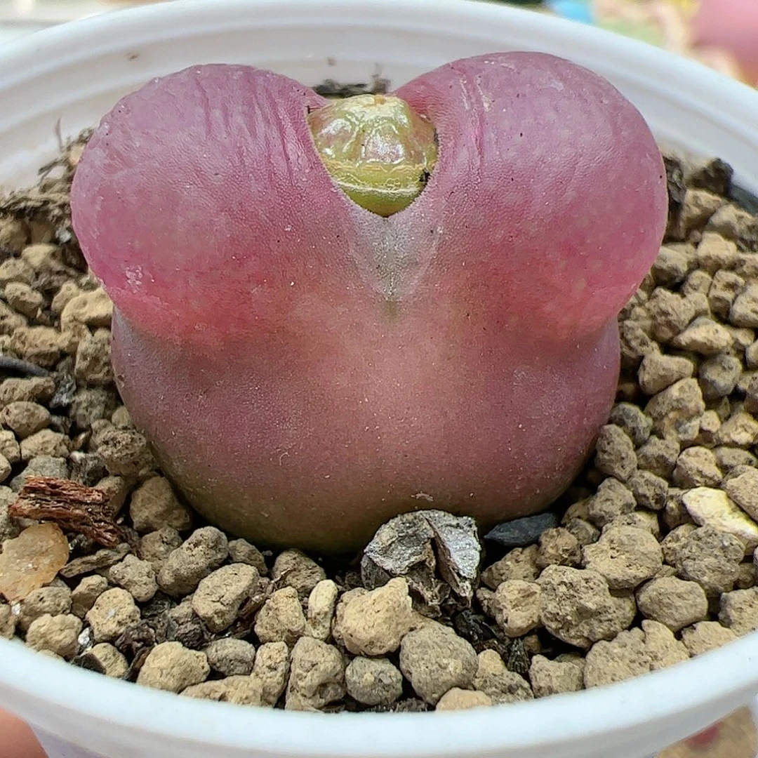 【闪购商品】330 带盆