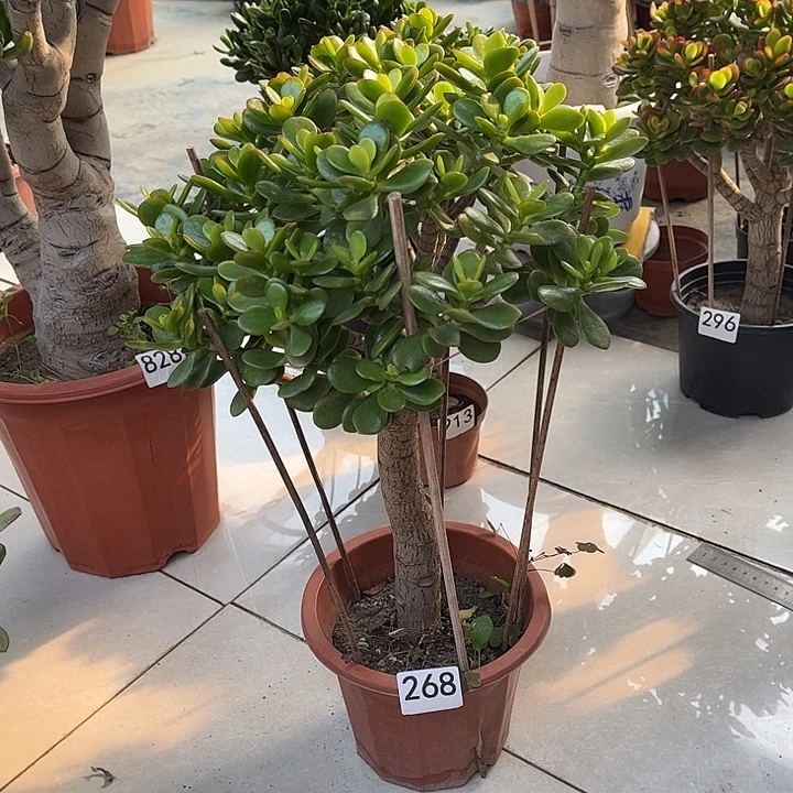 姬红花月独杆老桩