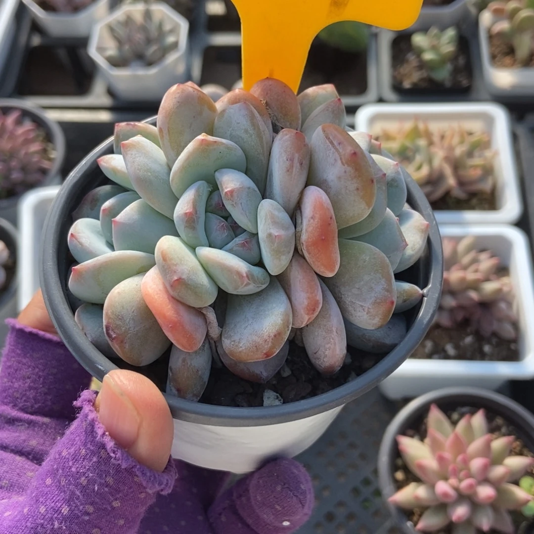 539石榴籽多肉植物多肉