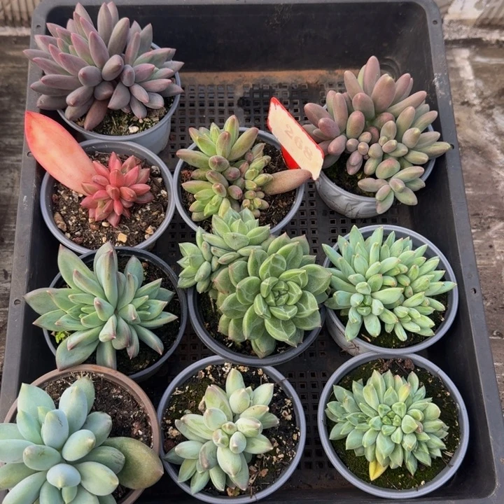 268多肉植物一物一拍