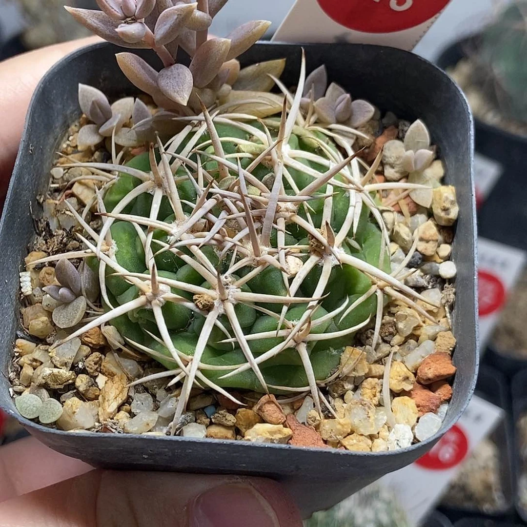 实生密刺碧岩玉有斑一颗