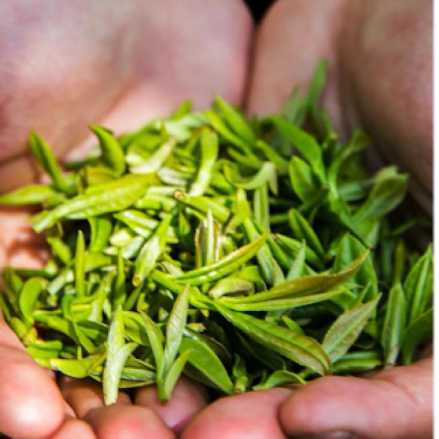 【福利4号】普洱茶立香茶仓熟茶