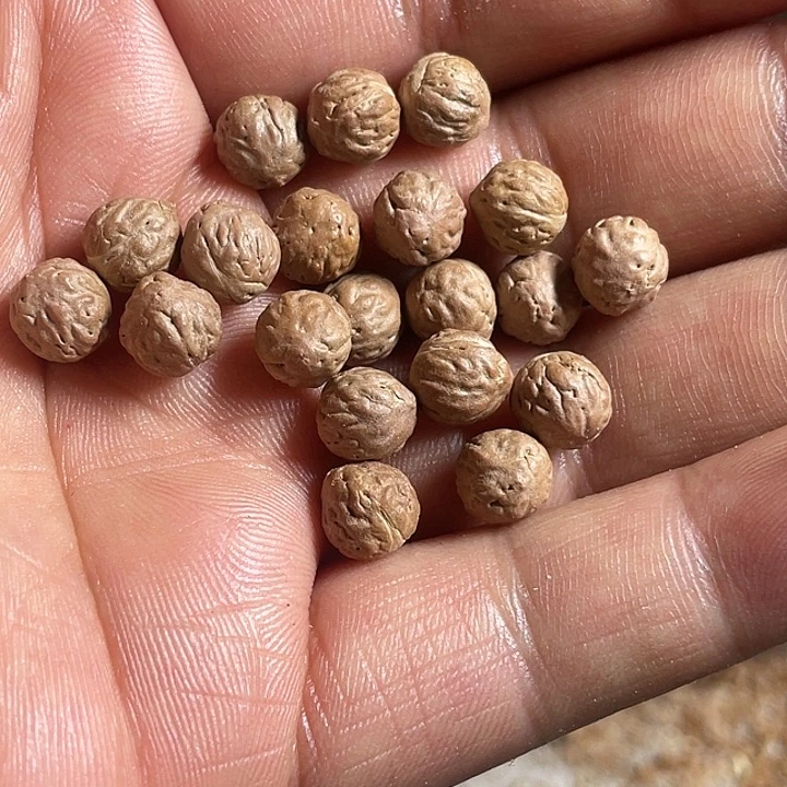 凤眼菩提吊坠野生酸枣核